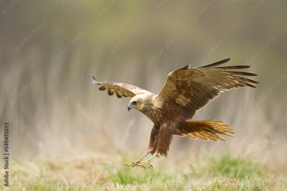 Obraz premium Flying Birds of prey Marsh harrier Circus aeruginosus, hunting time Poland Europe 