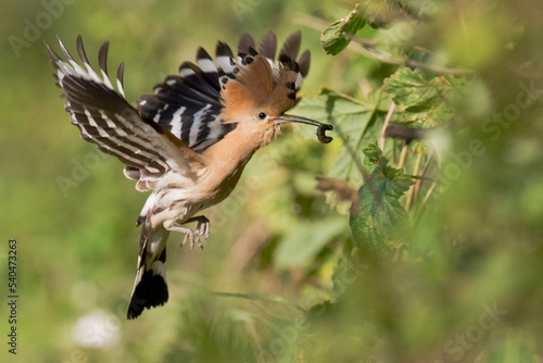 Bird Hoopoe Upupa epops, summer time in Poland Europe