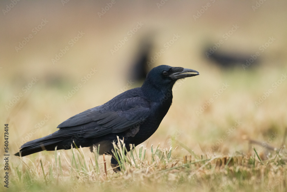 Bird Rook corvus frugilegus landing, black bird in autumn time, Poland Europe Bird Rook corvus frugilegus landing, black bird in autumn time, Poland Europe