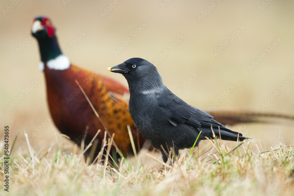 Obraz premium Bird - Jackdaw Corvus monedula, Poland Europe, common pheasant male in background