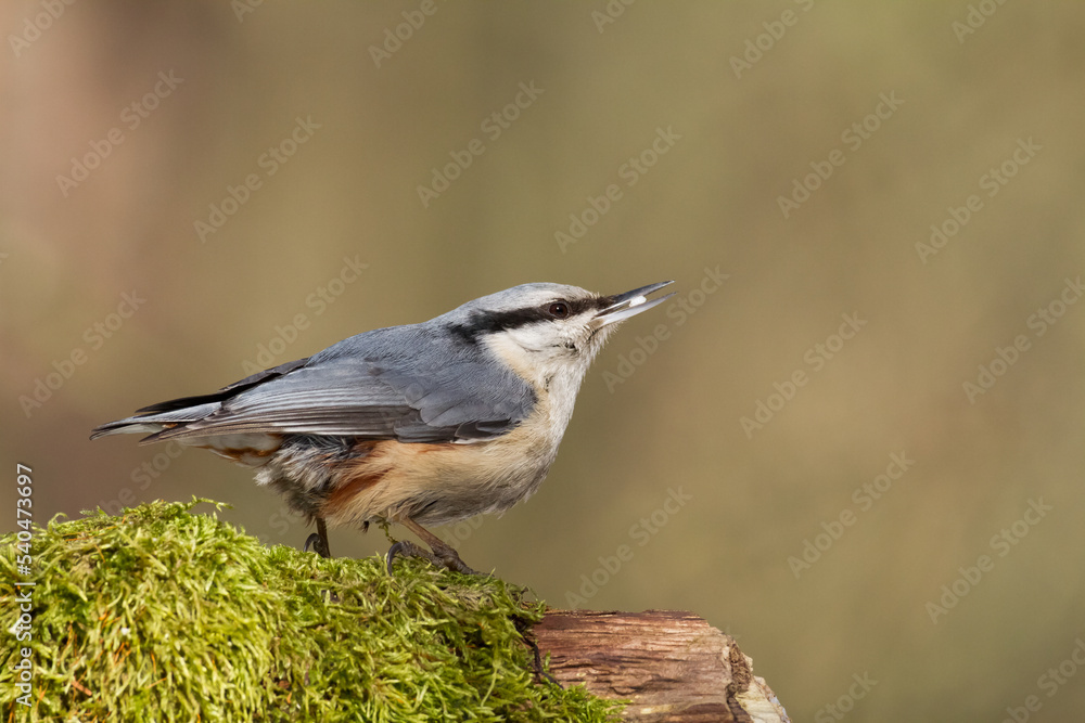 Bird Nuthatch Sitta europaea small bird in forest, Poland Europe Bird Nuthatch Sitta europaea small bird in forest, Poland Europe