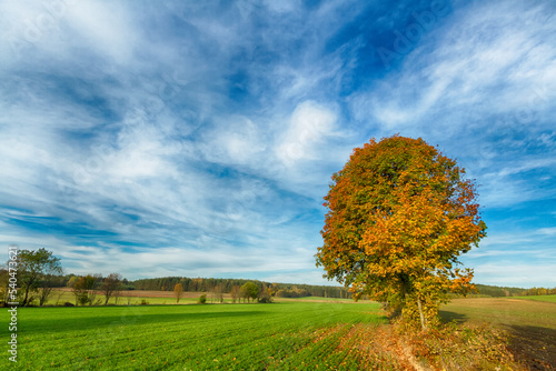 Landscape autumn with colourful trees, autumn Poland, Europe and amazing blue sky with clouds, sunny day	