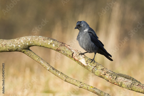 Bird - Jackdaw Corvus monedula, Poland Europe photo