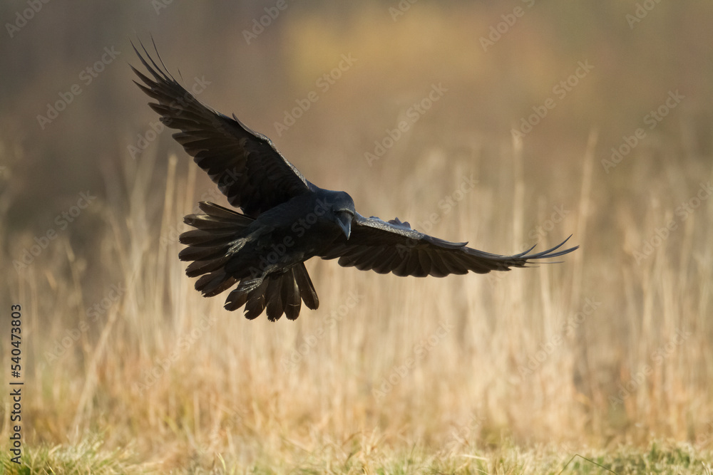 Obraz premium Bird Common Raven Corvus corax, dark style big black scary bird flying, Helloween 