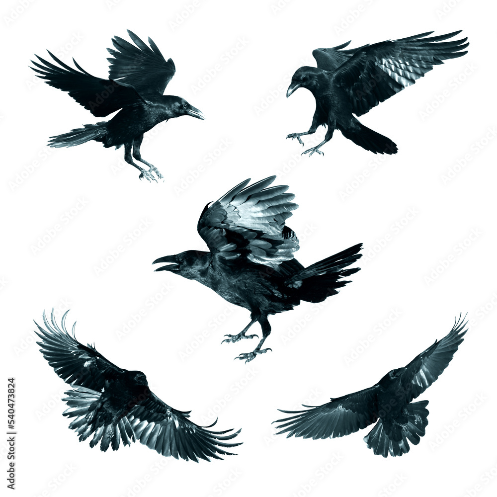 Obraz premium Birds flying ravens isolated on white background Corvus corax. Halloween - mix five birds 