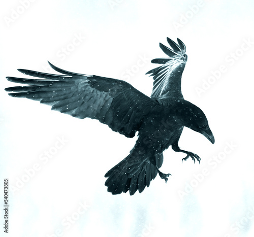 Black bird on white background photo with filters Bird beautiful raven Corvus corax North Poland Europe 