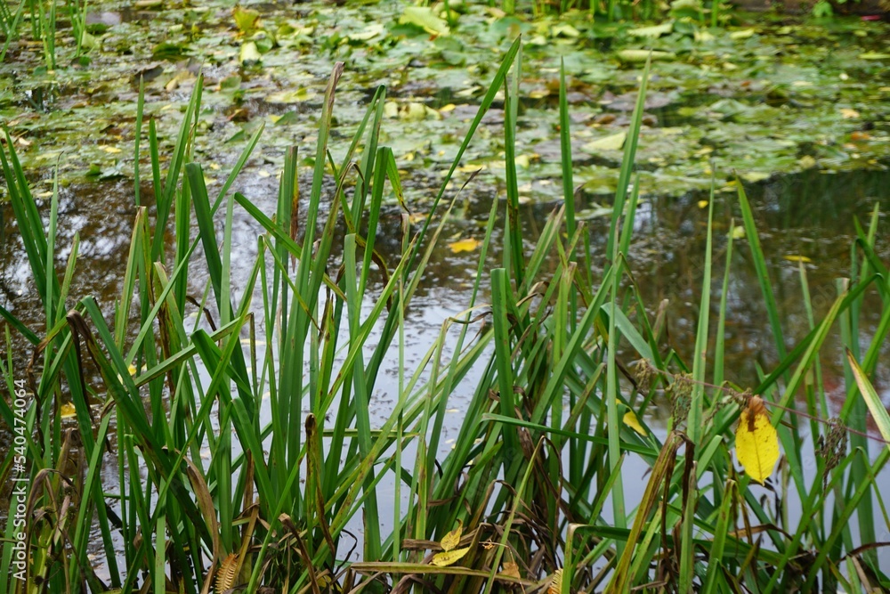 Obraz premium Teich Panorama mit grünen Schilfgras am Ufer vor Wasser mit grünen Seerosenblättern in Park am Nachmittag im Herbst
