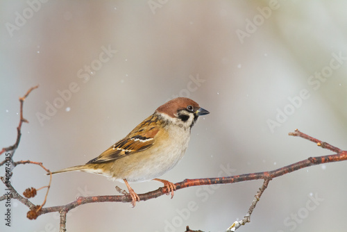 tree sparrow Passer montanus sitting on a branch blurred background winter time winter frosty day 