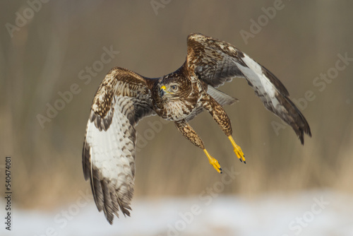 landing Common buzzard Buteo buteo in the fields in winter snow, buzzards in natural habitat, hawk bird on the ground, predatory bird close up winter bird