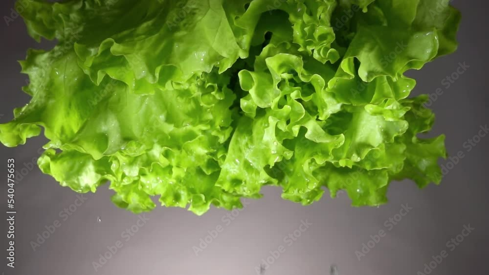 Water drops flow down from a fresh green leaves lettuce close-up on a gray background. Curly lettuce with dripping water. 4k macro slow motion video 60 fps. Filmed on high speed cinema camera. Water drops flow down from a fresh green leaves lettuce close-up on a gray background. Curly lettuce with dripping water. 4k macro slow motion video 60 fps. Filmed on high speed cinema camera.