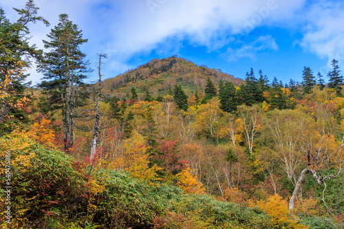 色鮮やかな秋の栂池高原の紅葉