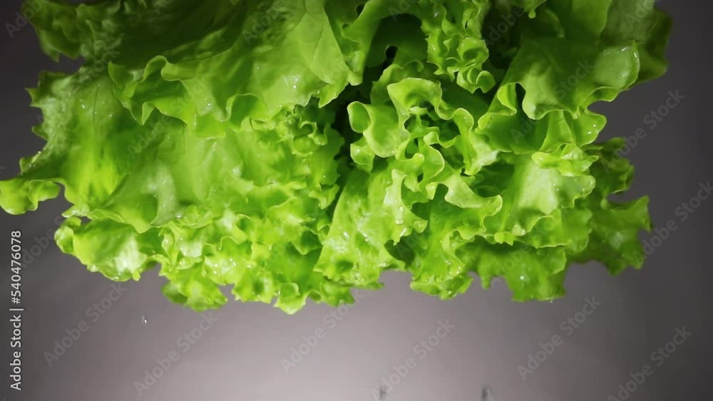 Water drops flow down from a fresh green leaf lettuce close-up on a gray background. Curly lettuce leaves with dripping water. 4k macro slow motion video 60 fps. Filmed on high speed cinema camera. Water drops flow down from a fresh green leaf lettuce close-up on a gray background. Curly lettuce leaves with dripping water. 4k macro slow motion video 60 fps. Filmed on high speed cinema camera.