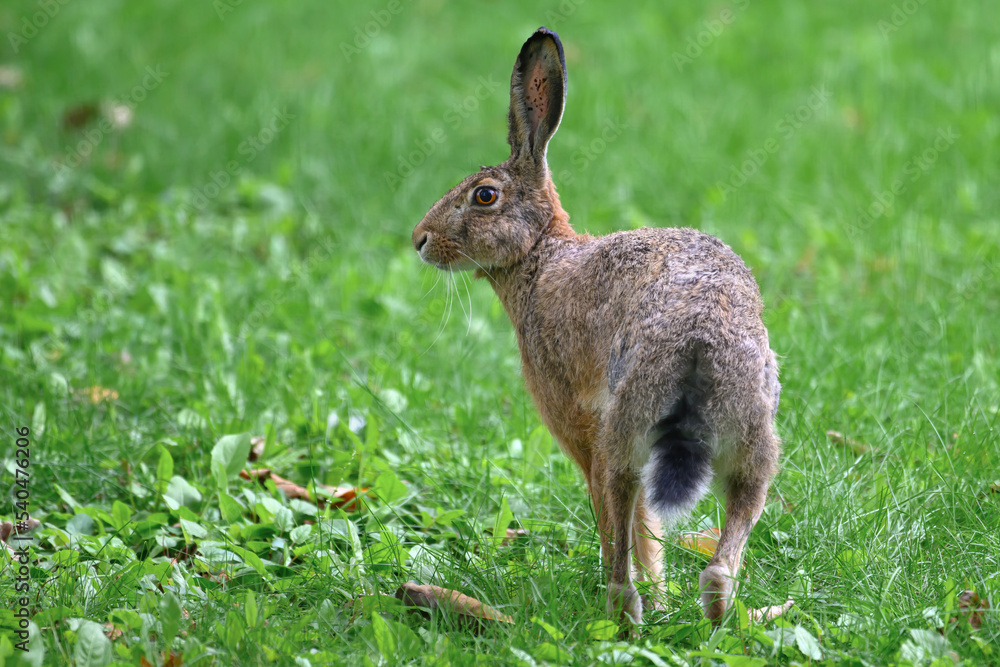 Fototapeta premium The hare in the meadow is looking where it will run.