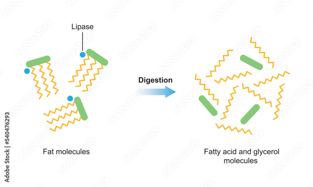 Scientific Designing of Fat Molecules Digestion. Lipase Enzyme Effect