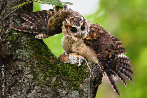 The Indian scops owl (Otus bakkamoena) photo