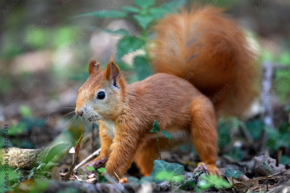 A squirrel is running around in the park looking for food. A squirrel is running around in the park looking for food.