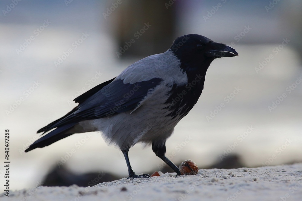 Fototapeta premium wrona