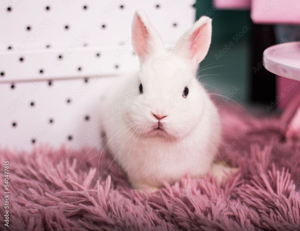 white rabbit with a gift white rabbit with a gift