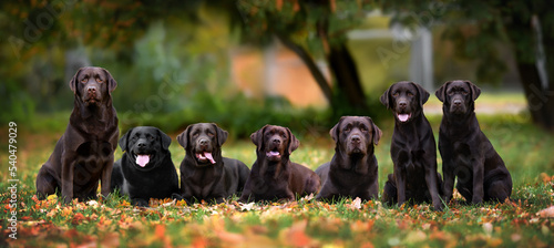 Photography group of seven labrador retriever dogs posing outdoors together