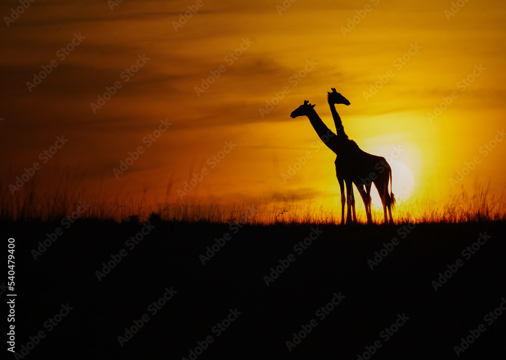 Naklejka premium giraffe at sunset