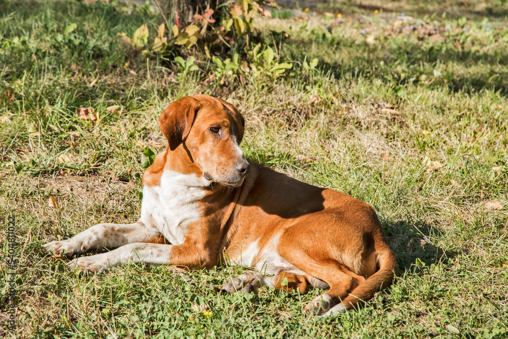 Mixed breed hunting dog lying on green meadow in sunny day