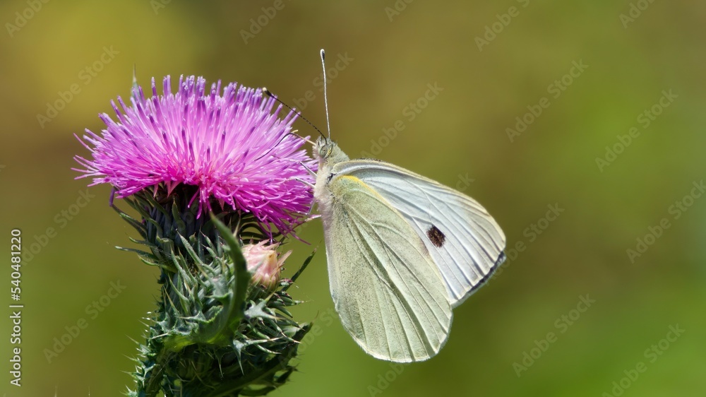 butterfly on a flower