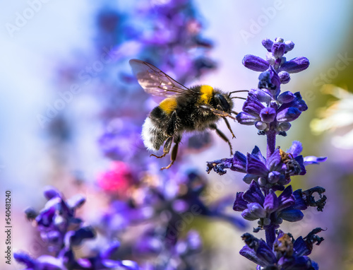 Fotografiet Northern white-tailed bumblebee flying to a purple sage flower