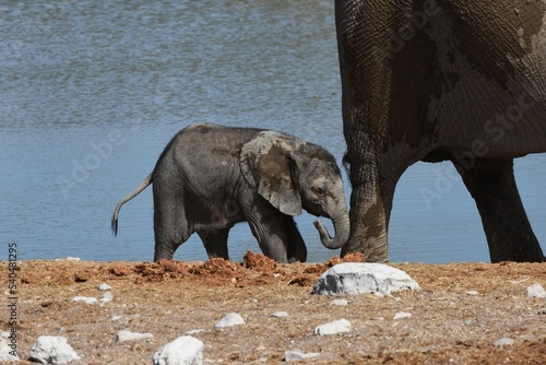 Elefantenbaby mit Muttertier am Wasserloch Okaukuejo im Etosha Nationalpark in Namibia. 