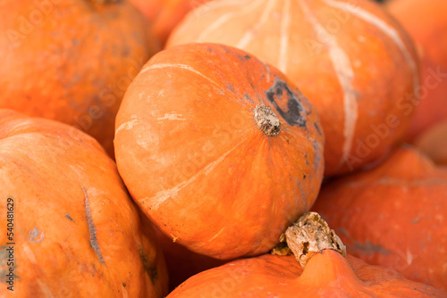 Eco-friendly pumpkin after harvest. Fresh and natural pumpkin on the farm. Orange pumpkin background