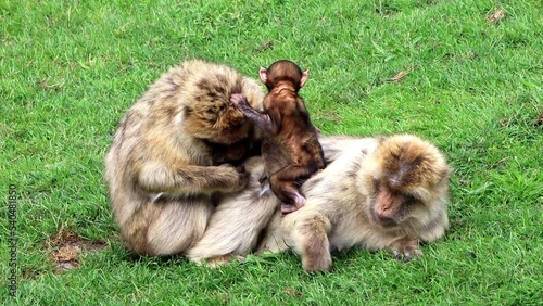 barbary apes family with baby on green meadow
 photo