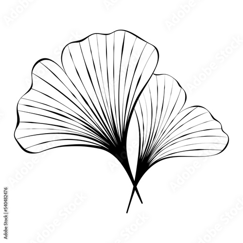 Ginkgo leaf sketch. Black and white clip art isolated on white background.