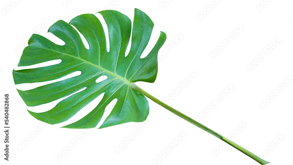 Fresh monstera leaf isolated on white background with clipping path. Fresh monstera leaf isolated on white background with clipping path.