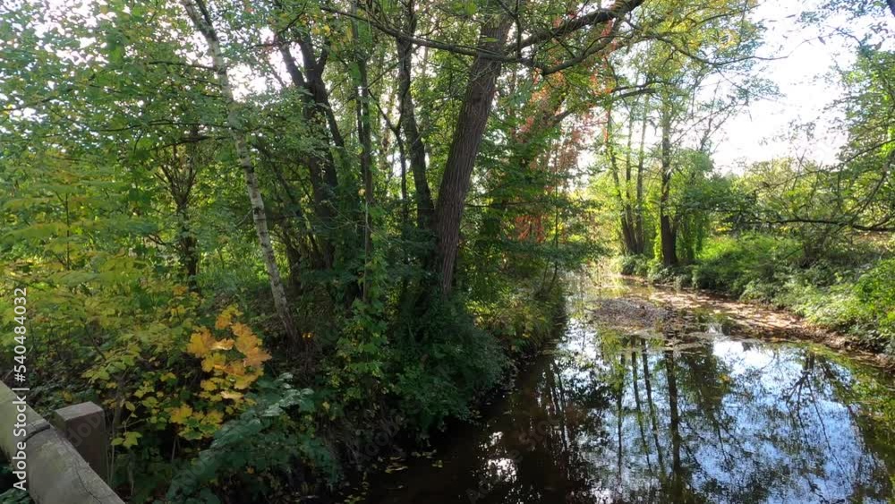trees by the creek with green foliage blowing in the wind trees by the creek with green foliage blowing in the wind