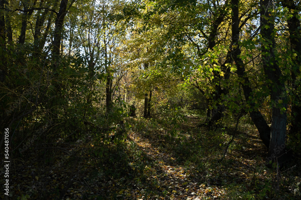 Forest Path Forest Path