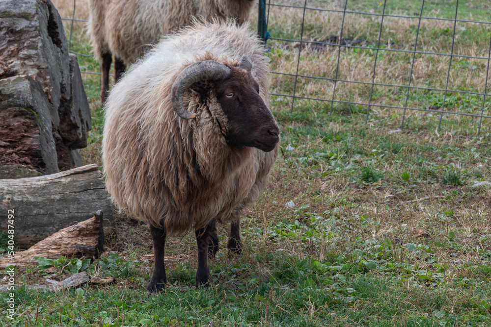 Obraz premium Farm Sheep