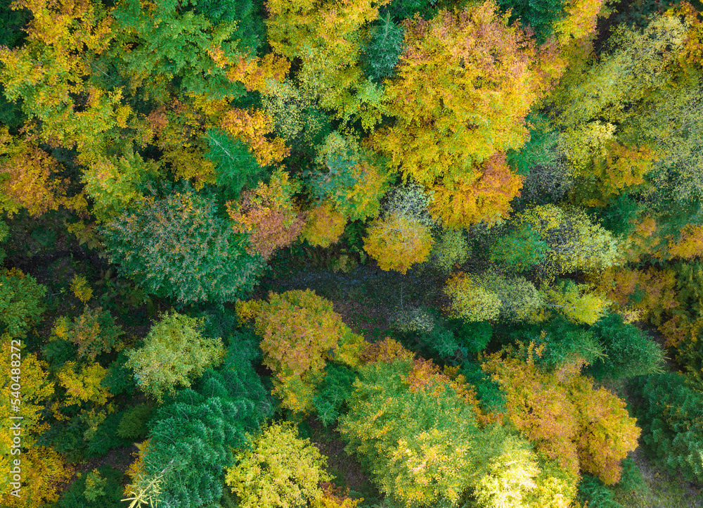 Autumn Leaves in the Background Photo, Yedigoller Bolu, Turkey Autumn Leaves in the Background Photo, Yedigoller Bolu, Turkey