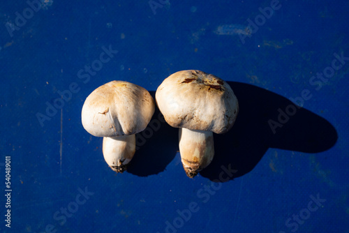 Mushrooms in the Autumn Leaves Photo, Golcuk Bolu, Turkey photo