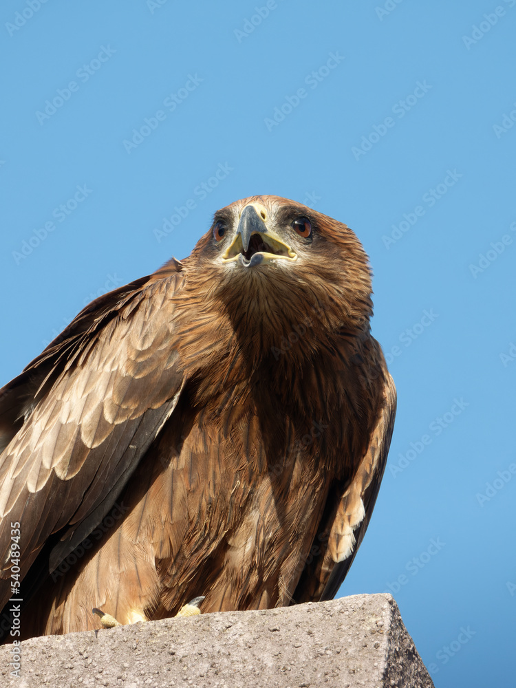 portrait photo of black kite, expressions and emotions of bird