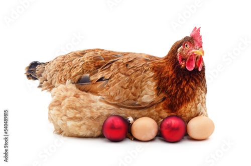 Chicken with eggs and Christmas decorations.