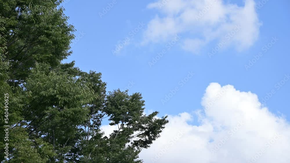 秋空と樹木と雲 秋空と樹木と雲