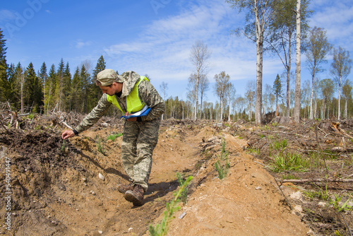 A forest worker checks the quality of planting seedlings at the site of a felled forest. photo