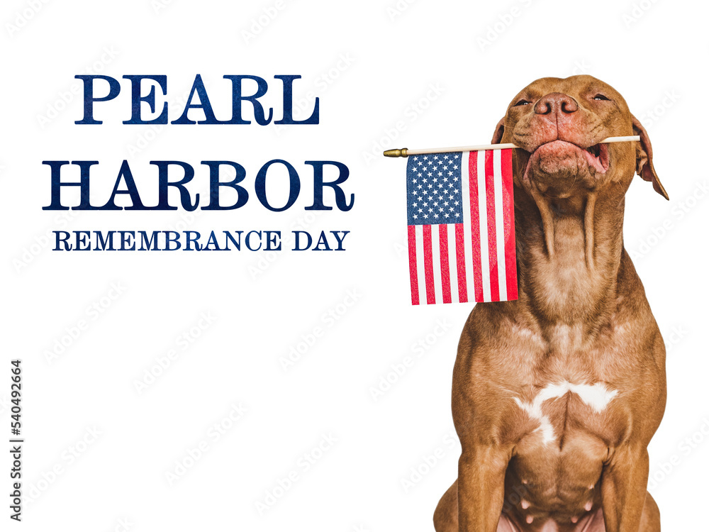 Pearl Harbor Remembrance Day. Sweet puppy and American Flag. Studio photo. Closeup, no people. National holiday concept. Congratulations for family, relatives, friends and colleagues