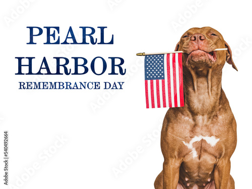 Pearl Harbor Remembrance Day. Sweet puppy and American Flag. Studio photo. Closeup, no people. National holiday concept. Congratulations for family, relatives, friends and colleagues