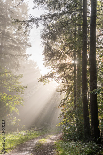 Fototapeta Naklejka Na Ścianę i Meble -  Rays of sunlight through the fog in a mountain forest in autumn.