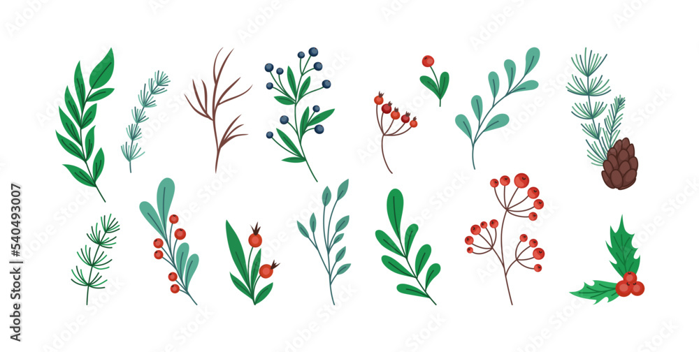 Christmas branch. Holly twig. Pine stems and cones. Hand drawn winter plant sketch. Mistletoe leaves and flowers. Rowan berries. Doodle floral botanical. Vector illustration elements set