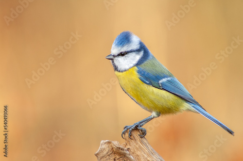 Blue tit (Cyanistes caeruleus) perched on a branch in the forest. © bios48