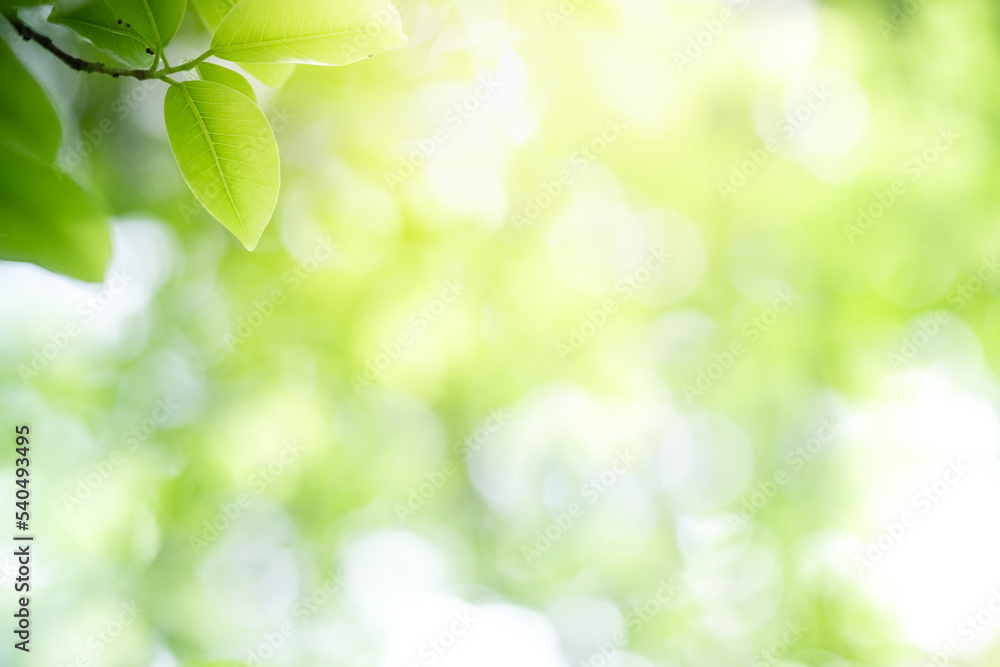 Abstract background nature view with copy space using as background natural landscape,Textures Leaves, cover page, fresh wallpaper concept. Abstract background nature view with copy space using as background natural landscape,Textures Leaves, cover page, fresh wallpaper concept.
