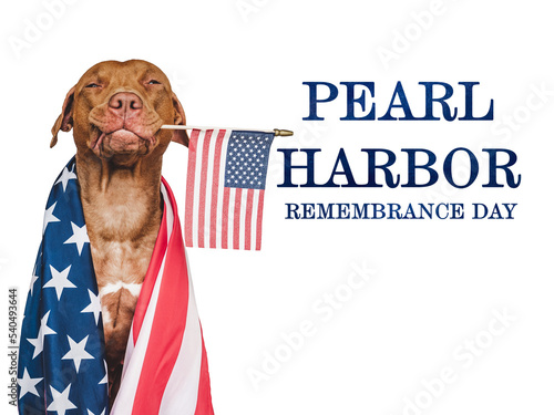 Pearl Harbor Remembrance Day. Sweet puppy and American Flag. Studio photo. Closeup, no people. National holiday concept. Congratulations for family, relatives, friends and colleagues