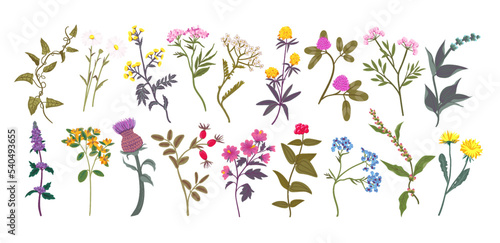 Wild flowers. Botanical medicinal plants. Chamomile blossom. Clover bundle. Different medical herbal extracts. Summer botany. Isolated blooming herbs set. Vector detailed illustration