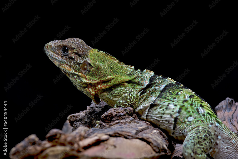 Fototapeta premium Black spiney_tailed iguana on a tree